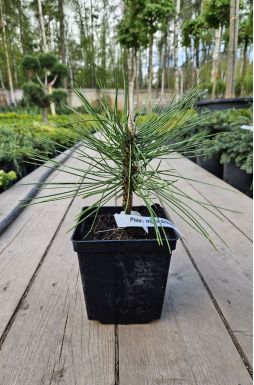 Сосна черная Шольц (Scholz)