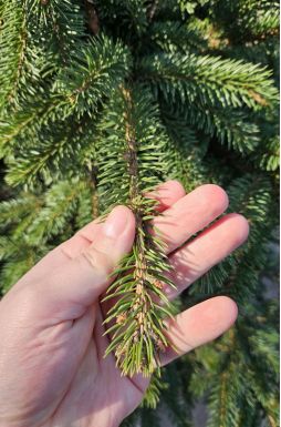 Ель колючая Глаука (Glauca)